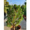 Pinus nigra 'Komet' (2)