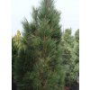 Borovice černá 'Obelisk'  Pinus nigra 'Obelisk'