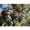 Borovice drobnokvětá 'Glauca'  Pinus parviflora 'Glauca'