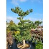 Pinus parviflora 'Negishi' (2)