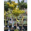Pinus mugo 'Carsten's Wintergold' (2)