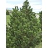 Borovice kleč 'Gnom'  Pinus mugo 'Gnom'