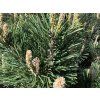 Borovice kleč 'Gnom'  Pinus mugo 'Gnom'