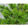 Pinus mugo 'Humpy' (1)