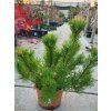 Pinus mugo var. pumilio (2)