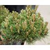 Pinus kulovit� (1)
