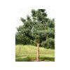 Borovice lesní 'Glauca'  Pinus sylvestris 'Glauca'