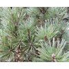 36762 1 borovice lesni glauca