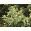 Borovice limba 'Aurea'  Pinus cembra 'Aurea'