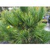 Pinus cembra 'Glauca' (1)