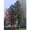 Borovice těžká  Pinus ponderosa