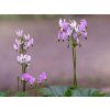 shooting star plant care and growing guide 4683929 02 30df0814917a4308a22dd716e4d1444b (1)