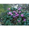 Brambořík podzimní  Cyclamen cilicium