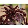 Broskvoň 'Crimson Bonfire'  Prunus persica 'Crimson Bonfire'