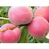 Broskvoň 'Dixired'  Prunus persica 'Dixired'