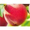 Broskvoň 'Harbrite'  Prunus persica 'Harbrite'