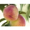 Broskvoň 'Harbrite'  Prunus persica 'Harbrite'