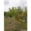 Broskvoň 'Harnas'  Prunus persica 'Harnas'