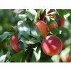 Broskvoň 'Harrow Beauty'  Prunus persica 'Harrow Beauty'