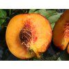 Broskvoň 'Harrow Beauty'  Prunus persica 'Harrow Beauty'