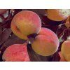 honeyred