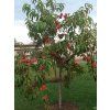 Broskvoň 'Redhaven'  Prunus persica 'Redhaven'