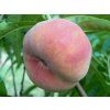 Broskvoň 'Sandwich Gelb'  Prunus persica 'Sandwich Gelb'