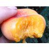 Broskvoň 'Sandwich Gelb'  Prunus persica 'Sandwich Gelb'