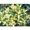 Brslen Fortuneův 'Interbolwi' Blondy  Euonymus fortunei 'Interbolwi' Blondy