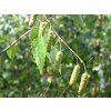 betula