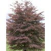 purpurea tricolor2