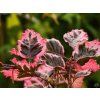 Fagus Purpurea Tricolor (1)