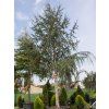 glauca2