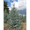 glauca3
