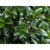 Cesmína modrá 'Heckenstar'  Ilex meserveae 'Heckenstar'