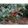 Cesmína ostrolistá 'Alaska'  Ilex aquifolium 'Alaska'