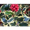 Cesmína ostrolistá 'Argenteo Marginata'  Ilex aquifolium 'Argenteo Marginata'