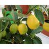 Citrus �Lara� (Balen� kontejner p19)