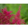 Čechrava japonská 'Koblenz' - Astilbe japonica 'Koblenz'  Astilbe japonica 'Koblenz'