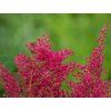 Čechrava japonská 'Koblenz' - Astilbe japonica 'Koblenz'  Astilbe japonica 'Koblenz'