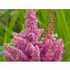 Čechrava japonská 'Mainz' - Astilbe japonica 'Mainz'  Astilbe japonica 'Mainz'