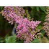 Čechrava japonská 'Mainz' - Astilbe japonica 'Mainz'  Astilbe japonica 'Mainz'