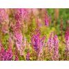 Čechrava taquetii 'Purpurlanze' - Astilbe taquetii 'Purpurlanze'  Astilbe taquetii 'Purpurlanze'