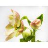 Helleborus Christmas Carol (3)