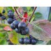 Arónie, černý jeřáb 'Nero'  Aronia x prunifolia