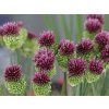 Česnek kulatohlavý - Allium sphaerocephalon  Allium sphaerocephalon
