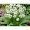 38112 esnek medv d allium ursinum