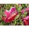 Čilimník 'Boskoop Ruby'  Cytisus scoparius 'Boskoop Ruby'