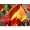 Čilimník 'Lena'  Cytisus scoparius 'Lena'