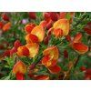 Čilimník 'Lena'  Cytisus scoparius 'Lena'